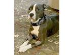 Chanel American Pit Bull Terrier Adult Female