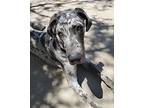 Smalls Great Dane Young Male