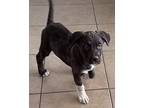 Jupiter Labrador Retriever Puppy Male