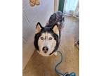 Logan Husky Adult Female