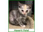 Havarti Patel Domestic Shorthair Kitten Female