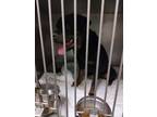 Baker Rottweiler Adult Male