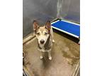 Niko Husky Adult Female