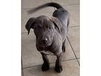 Mercury Labrador Retriever Puppy Male