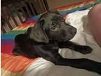 TESS a/k/a JETT Flat-Coated Retriever Puppy Female