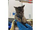 Jackie Domestic Shorthair Kitten Female