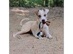 Adopt Annie a Labrador Retriever, Hound