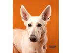 Adopt Sansa Shepherd a White German Shepherd Dog / Mixed Breed (Medium) / Mixed