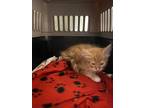 Ranger Domestic Longhair Kitten Male