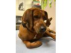 Delmar Redbone Coonhound Adult Male