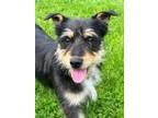 Quinn Schnauzer (Miniature) Adult Female