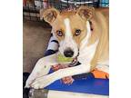 Eloise American Pit Bull Terrier Young Female