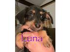 Luna Puppy Female