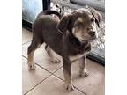 Vesta Labrador Retriever Puppy Female