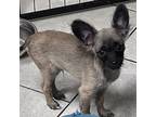Chas Chihuahua Puppy Male