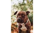 72605A Clyde American Staffordshire Terrier Adult Male