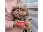 Aiden Shih Tzu Young Male