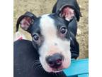 Xavier American Pit Bull Terrier Puppy Male