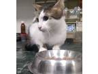 Adopt Isis a Egyptian Mau, Exotic Shorthair