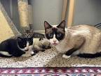 Baked Ziti Snowshoe Adult Female