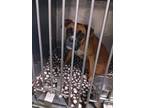 Paisley Boxer Adult Female