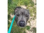 Burk American Pit Bull Terrier Adult Male