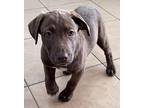 Cupid Labrador Retriever Puppy Male