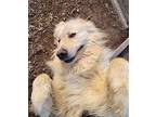 Jackson Great Pyrenees Adult Male