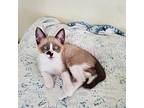 Dewey 3 Snowshoe Kitten Male