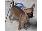 Betty Chihuahua Puppy Female