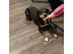 Adopt Dolly a Coonhound, Miniature Pinscher