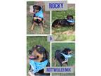 Adopt Rocky a Tricolor (Tan/Brown & Black & White) Rottweiler / Mixed Breed