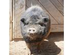 Adopt Spot a Pig