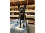 Adopt Butch (Courtesy post) a Brindle - with White Dutch Shepherd / Mixed dog in