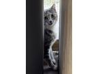 Adopt Sammi a Domestic Short Hair