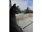Adopt Mama Apple Fritter (donut litter) a Domestic Short Hair, Russian Blue