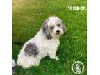 Adopt Pepper a Shih Tzu, Poodle