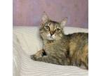 Adopt Quill a Brown Tabby Domestic Shorthair (short coat) cat in Leavenworth