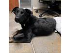 Adopt Mamba a German Shepherd Dog, Border Collie