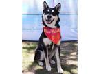 Adopt Timothee a Black - with Brown, Red, Golden, Orange or Chestnut Husky /