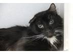 Adopt XANDER a Turkish Angora