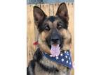 Adopt Checkers a German Shepherd Dog