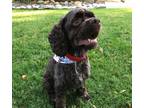 Adopt Pookey a Brown/Chocolate Cocker Spaniel / Mixed dog in Cameron Park