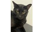 Adopt Clarice baby a All Black Domestic Shorthair / Mixed (short coat) cat in