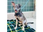 Adopt FELLA a Labrador Retriever, Siberian Husky