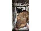 Adopt CONSENTIDO a Siamese, Domestic Short Hair