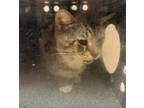 Adopt HARRY a Domestic Short Hair