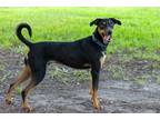 Adopt Jason Sweet as Pie Little Guy a Black Doberman Pinscher dog in Bellingham