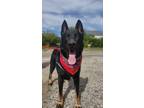 Adopt Luka a German Shepherd Dog