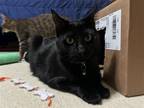 Adopt Bee a All Black Domestic Shorthair / Mixed (short coat) cat in Montgomery